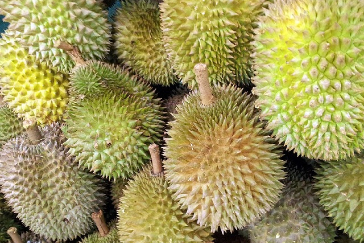 Daerah Penghasil Durian Terbesar di Sumatera Utara Alias Sumut Ternyata Bukan Medan, Lalu Mana Dong? Menjadi Lokasi Turis Berburu Kuliner Durian