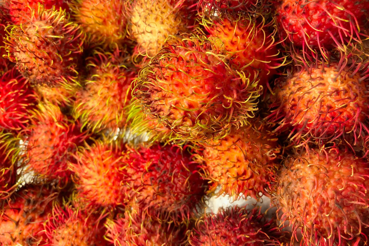 Bukan Kota Binjai yang Jadi Penghasil Rambutan Terbesar, Inilah 7 Daerah Penghasil Rambutan Terbesar di Sumatera Utara, Jangan Kaget!