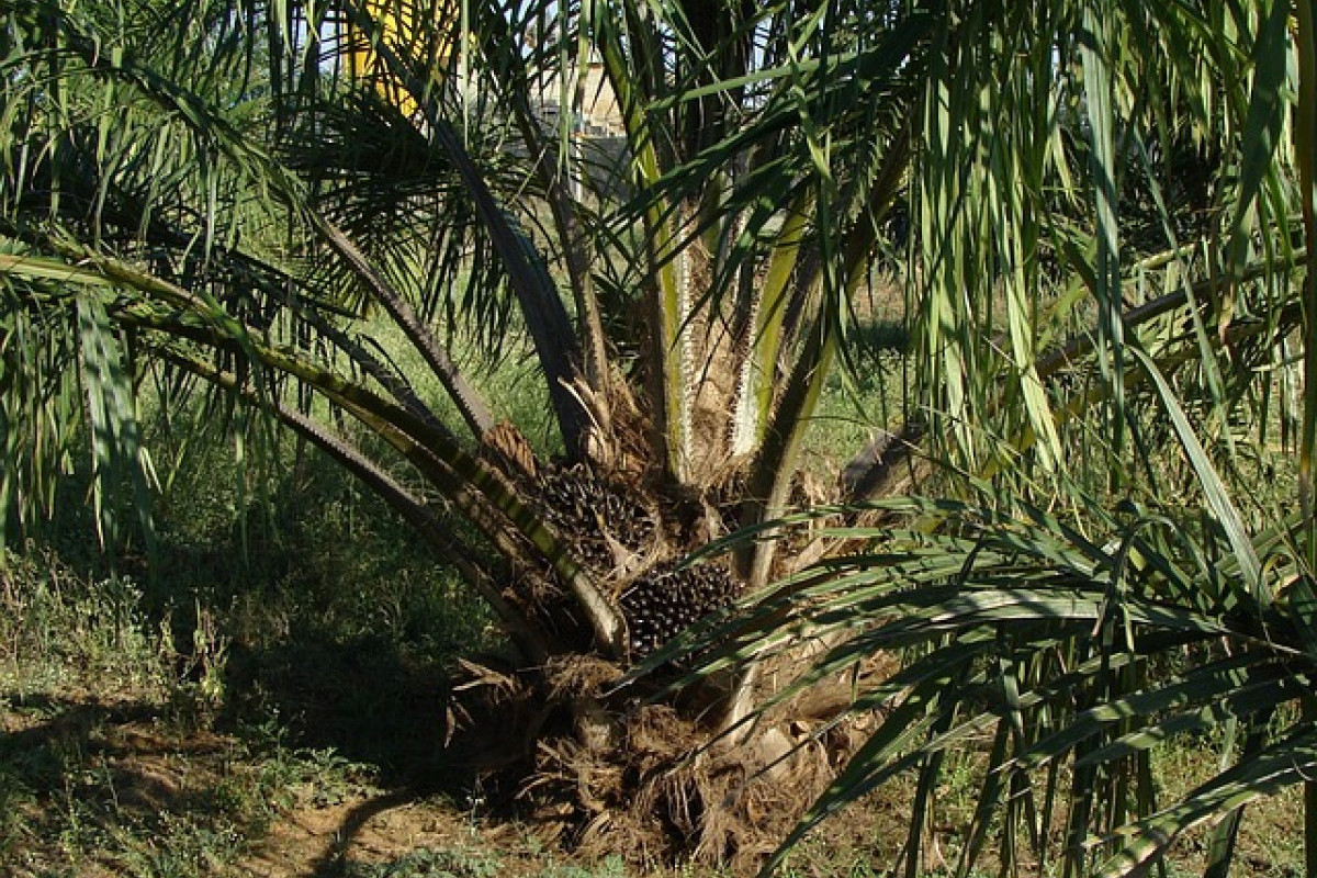 Inilah Kabupaten Pemegang Rekor Penghasil Sawit Terbesar di kalimantan Tengah, Siap Raup Hasil 2 Juta Ton Setiap Panenannya?