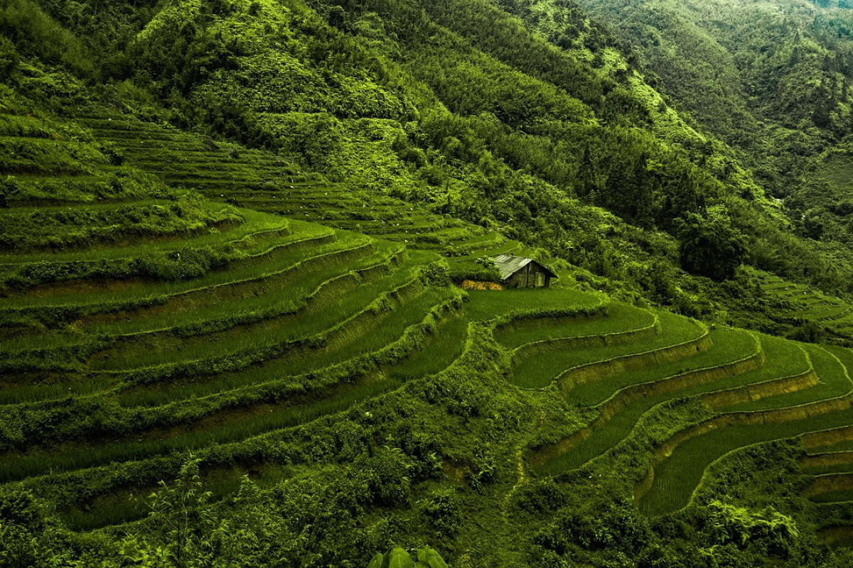 Menyingkap Desa Terpencil Bali yang Luas Lahan Ribuan Hektar! Fakta Tak Terduga Sama Sekali! Gaya Hidup 2.500 KK yang Hanya Bergantung pada Konsumsi Sejenis Makanan Unik?