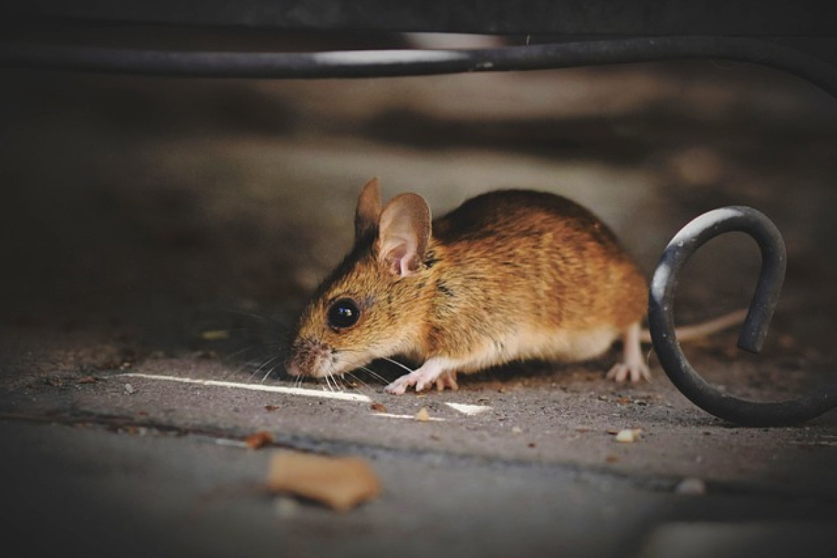 Jangan Sepelekan Gejala Penyakit Leptospirosis, Cek Cara Mencegah dan Penangan Pertama yang Harus Dilakukan, Makin Merebak