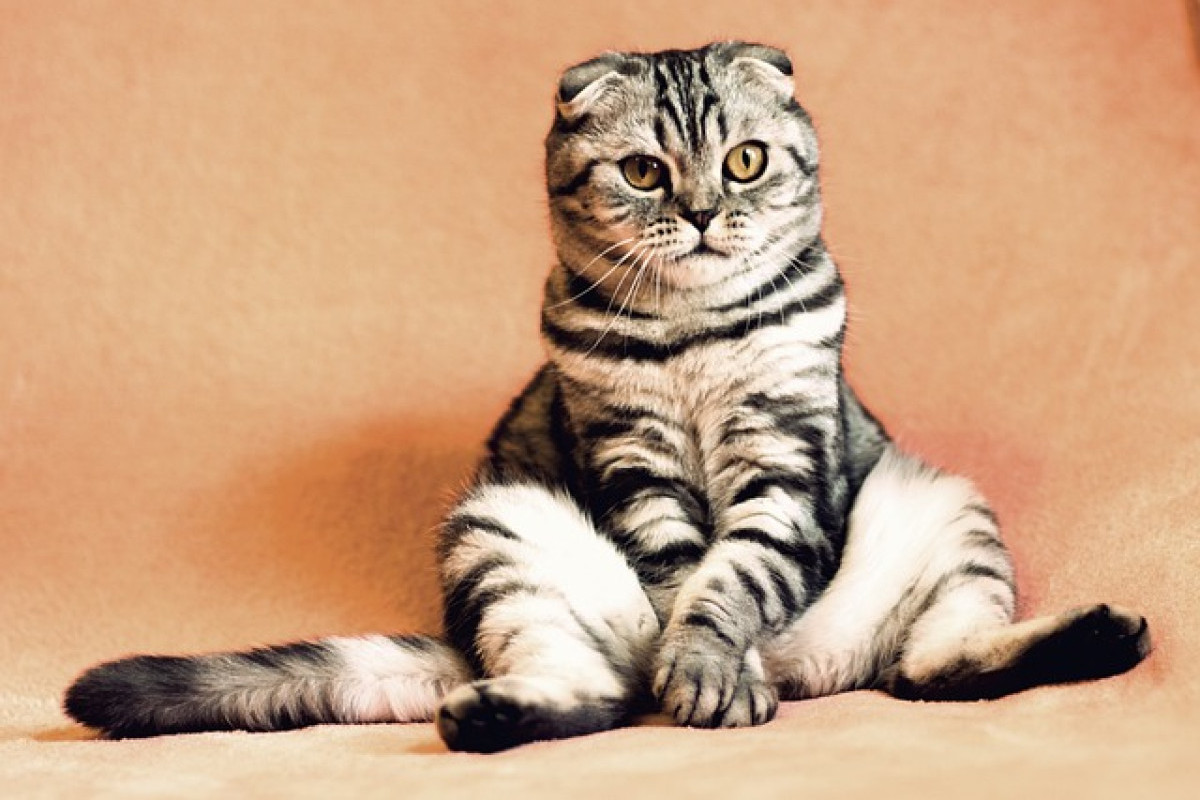 Kenapa Kucing Suka Gesekkan Badan ke Kaki Pemiliknya? Kode Anabul Bikin Kesemsem hingga Bikin Baper