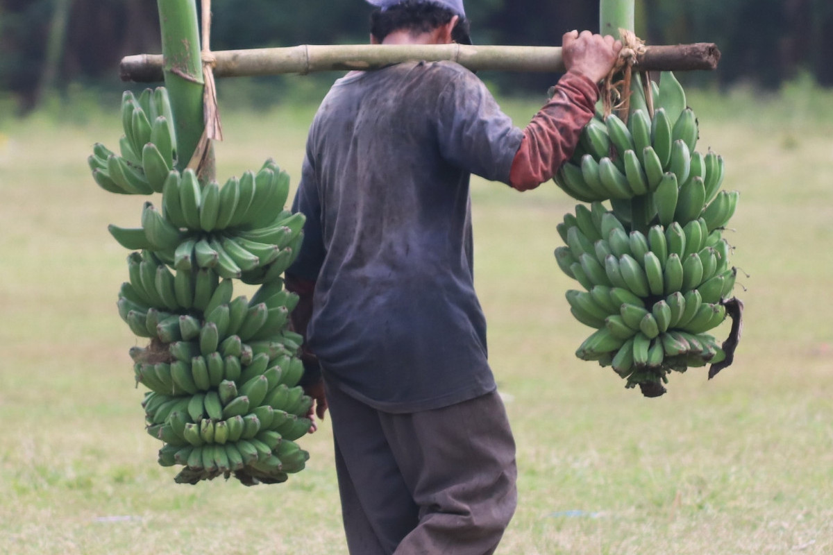 Kabupaten Penghasil Pisang Terbanyak di Indonesia, Salah Satunya ada di jawa Timur Loh! Cek Barangkali ada Daerah Anda