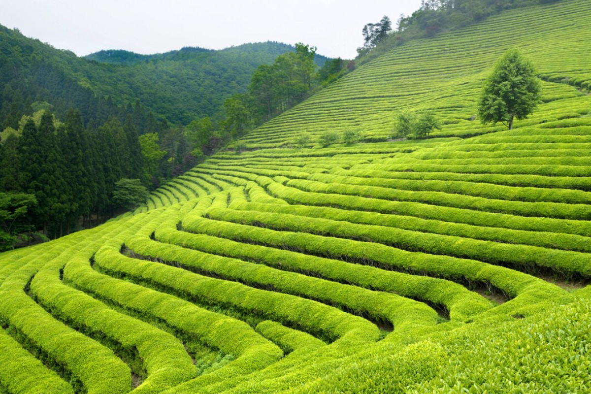 80 Km dari Kota Samarinda, Kebun Teh Mempesona Cocok Untuk Healing dan Bersantai: Ada Cafe di Puncaknya