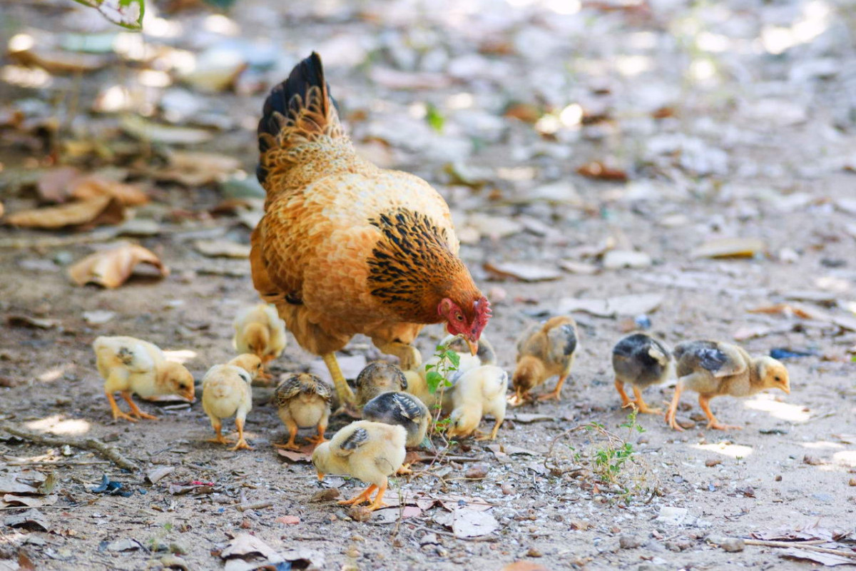 Suka Makan Ayam? Ini Daerah Produksi Ayam Ras Terbanyak di Indonesia, Apa Itu Wilayahmu?