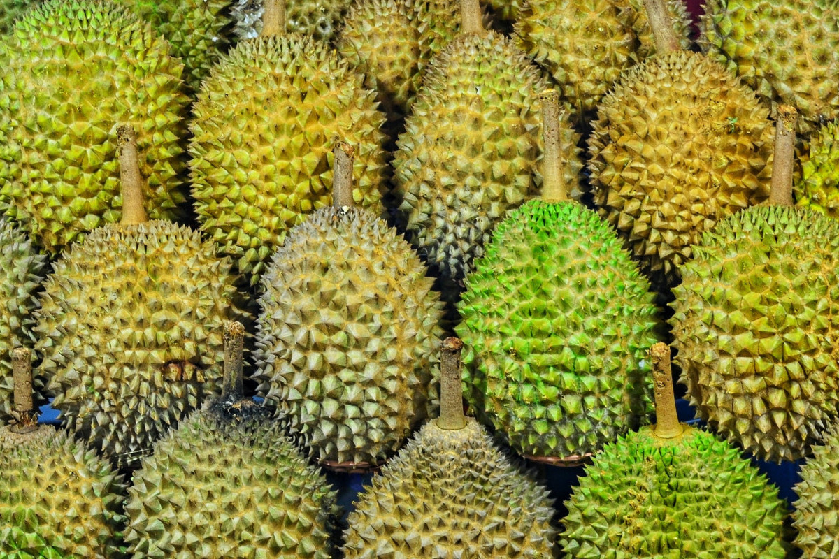 Musim Durian Telah Tiba, Simak 4 Daerah di Jatim Ini Siap Gelar Festival Durian Fantastis, Cek Kota Anda!