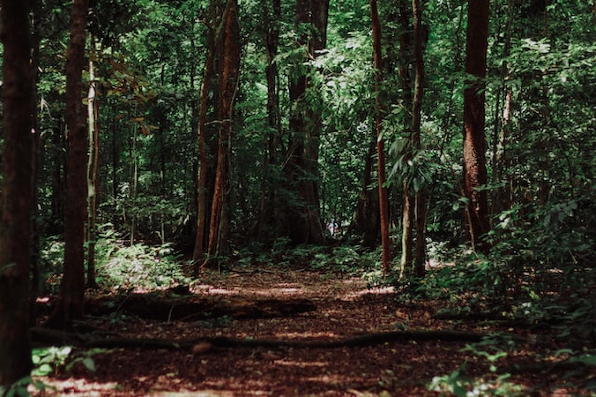 Lokasi Paling Angker di Kaliman, 5 Hutan Adat Paling Mistis di Kalimantan, Pusat Nongkrong Hantu Romusa hingga Tentara Jepang, Penuh Sejarah?