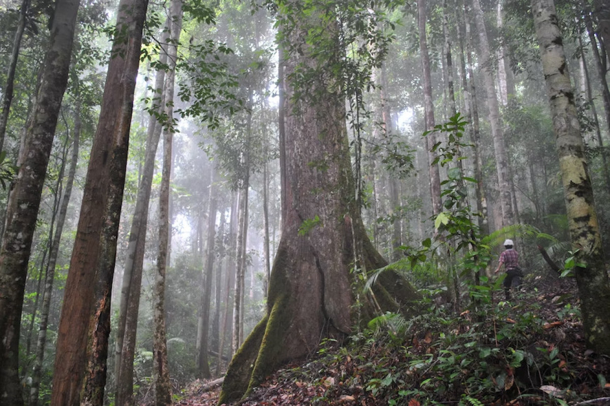 Sepi dan Super Nyaman! Ini 5 Kabupaten Paling Sepi di Kalimantan Selatan, Nomor 1 Cocok Buat Healing