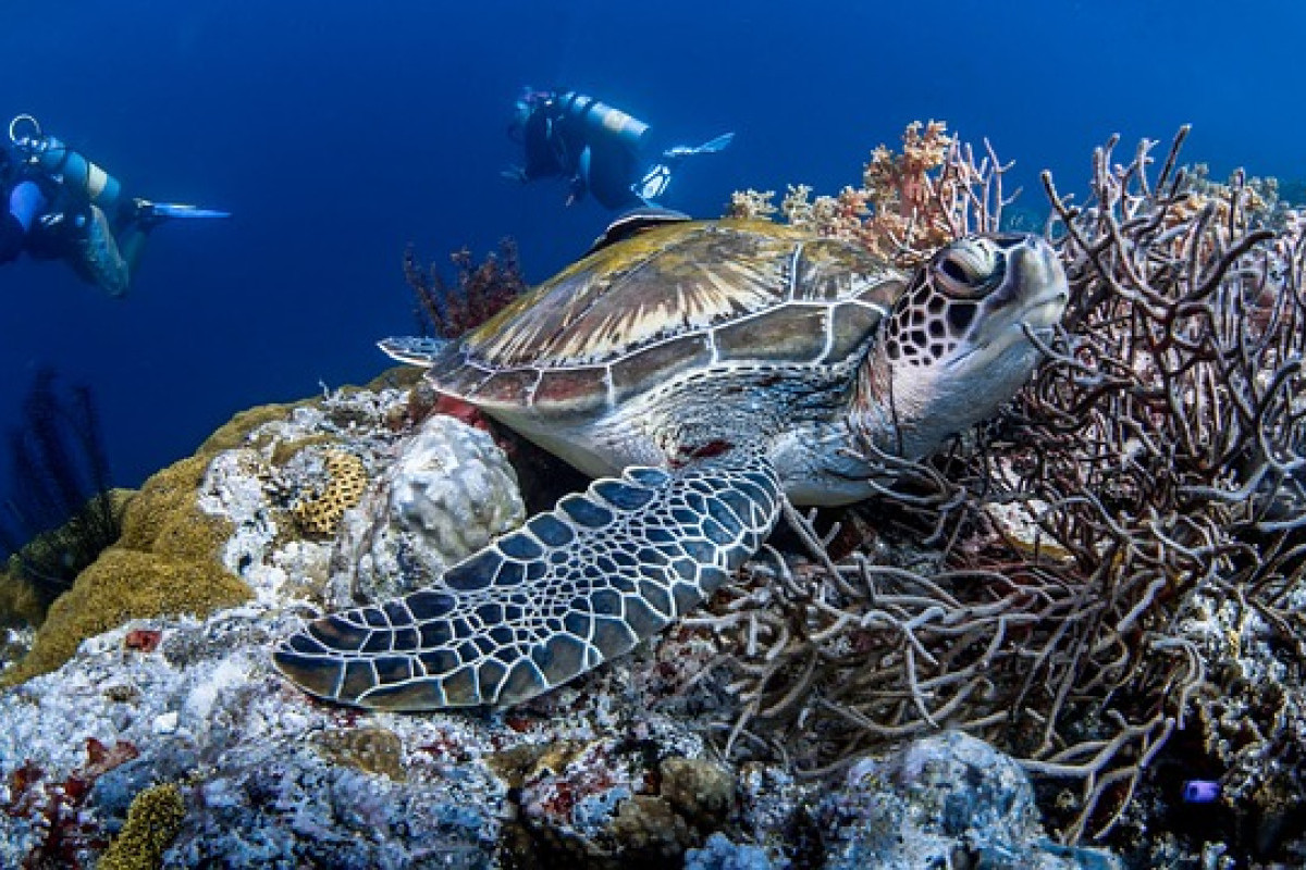 Arti Nama Daerah Wakatobi Sulteng, Surga Dunia Bawah Laut di Akui Global, Begini Sejarah Singkat Wakatobi DISINI