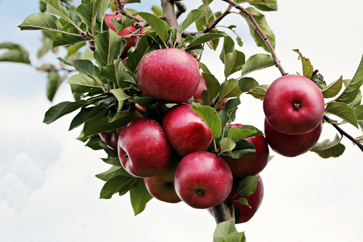 Kecamatan Pujon dan Tumpang Termasuk? Berikut 5 Kecamatan Penghasil Buah Apel Terbanyak di Kabupaten Malang