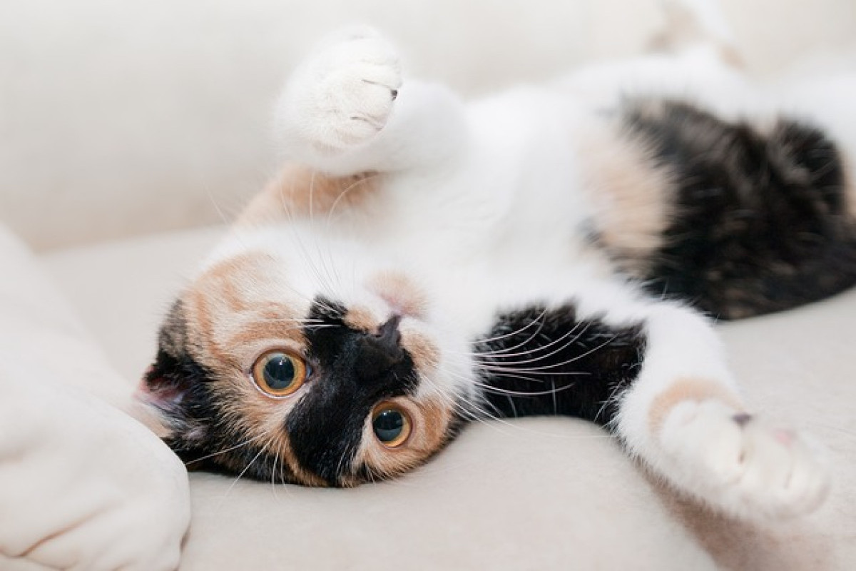 4 Alasan Kucing Suka Gesekkan Badan ke Kaki, Pemilik Anabul Jangan Baper Ussai Tahu Penyebabnya!