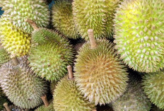 Daerah Penghasil Durian Terbesar di Sumatera Utara Alias Sumut Ternyata Bukan Medan, Lalu Mana Dong? Menjadi Lokasi Turis Berburu Kuliner Durian