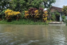 Banjir Mengintai: Puluhan Sungai di Jombang Butuh Normalisasi, Pemerintah Prioritaskan Wilayah Rawan Bencana