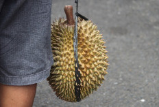 Wow Inilah Penghasil Durian Nomor 1 di Sumatera Utara, Mencapai 182.956 Kuintal durian, Ternyata Bukan Medan ya