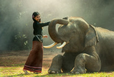 Jawaban Tebakan Kalau semut kecil, Gajah? Jangan Emosi dan Cek Jawaban Tebak-Tebakan Ngeselin Disini