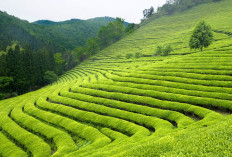 80 Km dari Kota Samarinda, Kebun Teh Mempesona Cocok Untuk Healing dan Bersantai: Ada Cafe di Puncaknya