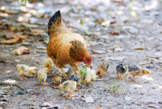 Suka Makan Ayam? Ini Daerah Produksi Ayam Ras Terbanyak di Indonesia, Apa Itu Wilayahmu?