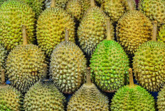Simak 5 Kecamatan Penghasil Buah Durian di Asahan Sumatra Utara, Kecamatan Tinggi Raja dan Silo Laut Termasuk?