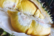 Medan Minggir Dulu, Inilah 7 Daerah Terkenal Hasilkan Durian Tearbesar dan Terenak di Sumatera Utara, Incaran Kuliner Bule 