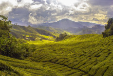 Bukan Bandung atau Bogor! Ternyata 5 Daerah Penghasil Teh Terbesar di Jawa Timur Ada Disini, Salah Satunya Punya Sebutan Kampung Coklat