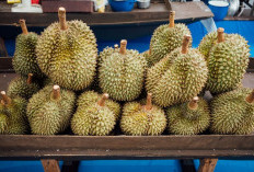 Bukan Demak dan Sukoharjo! Berikut 5 Daerah Penghasil Durian Terbesar di Provinsi Jawa Tengah, Hobi Panen Besar