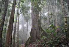 Sepi dan Super Nyaman! Ini 5 Kabupaten Paling Sepi di Kalimantan Selatan, Nomor 1 Cocok Buat Healing