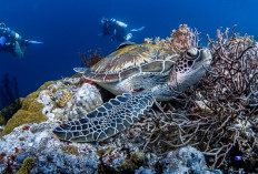 Arti Nama Daerah Wakatobi Sulteng, Surga Dunia Bawah Laut di Akui Global, Begini Sejarah Singkat Wakatobi DISINI